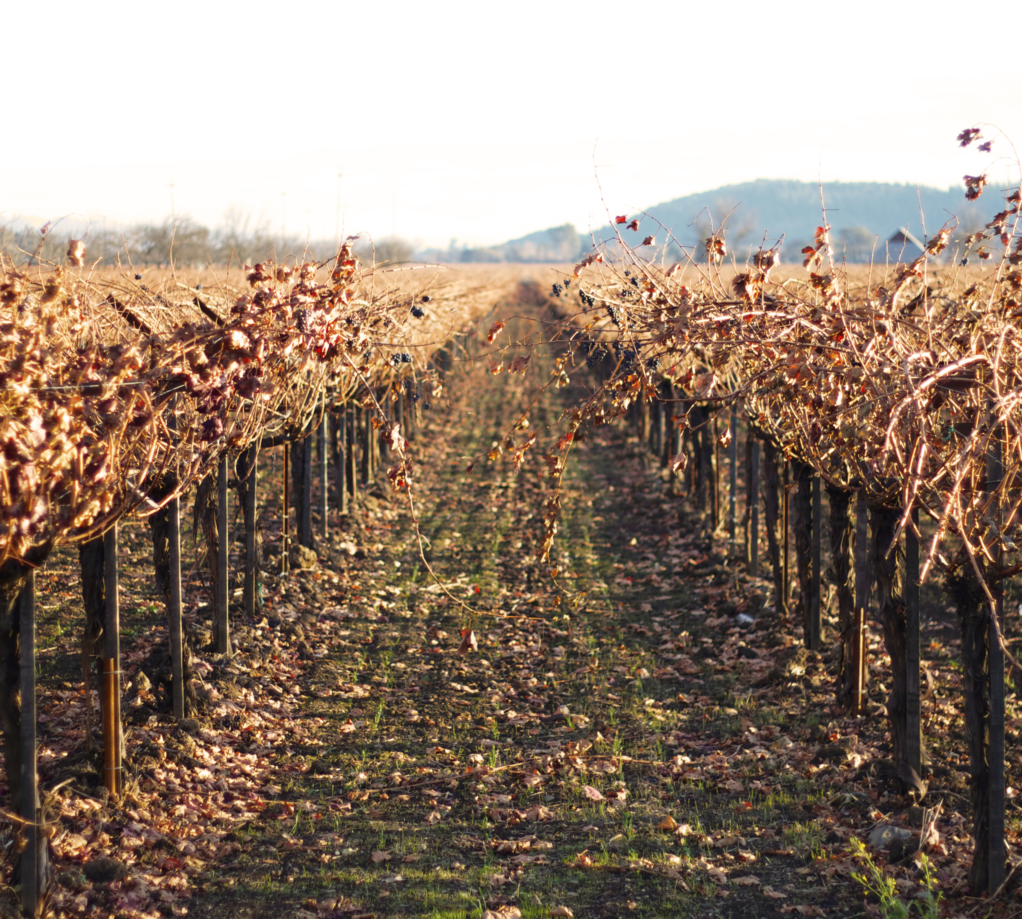 Frog's Leap Vineyard