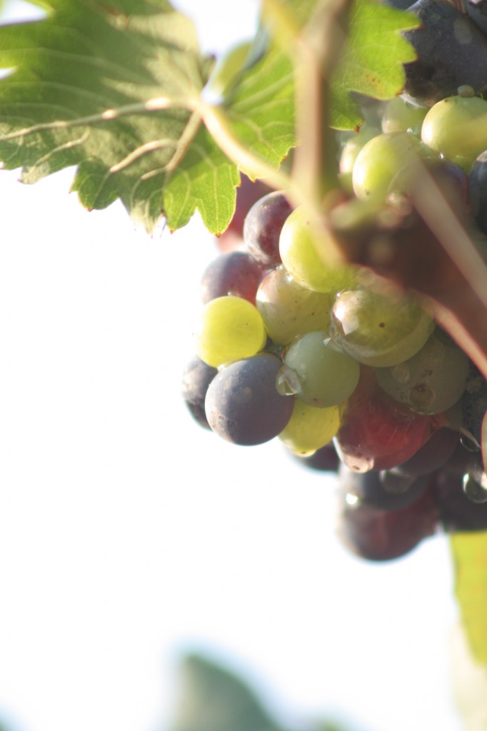 grapes-from-winefarer.jpg